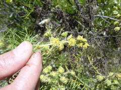 Ambrosia artemisioides