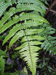 Pseudophegopteris aurita