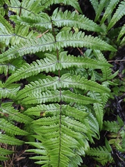 Pseudophegopteris aurita