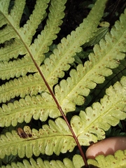 Pseudophegopteris aurita