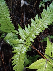 Pseudophegopteris aurita