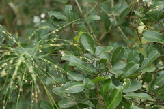 Cupaniopsis parvifolia