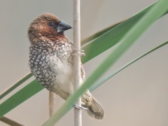 Lonchura punctulata