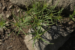 Chamaenerion dodonaei
