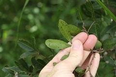 Cupaniopsis parvifolia