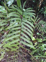 Pseudocyclosorus subochthodes