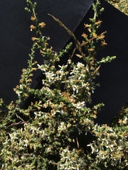 Olearia algida