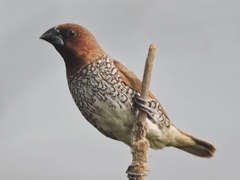 Lonchura punctulata