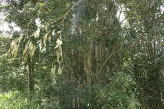 Cupaniopsis parvifolia