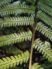 Pseudocyclosorus subochthodes