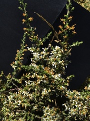 Olearia algida