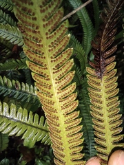 Pseudocyclosorus subochthodes