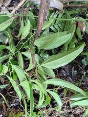 Smilax lanceifolia opaca