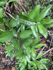 Smilax lanceifolia opaca
