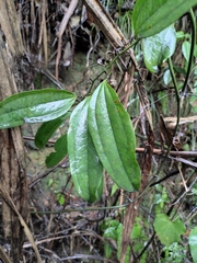 Smilax lanceifolia opaca