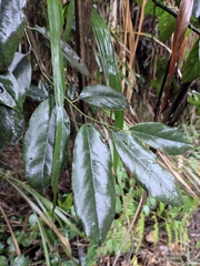 Itea chinensis