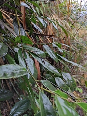 Itea chinensis