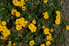 Potentilla ruprechtii