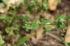 Chenopodium trigonon stellulatum