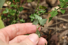 Chenopodium trigonon stellulatum