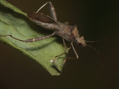 Heteroptera