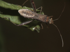 Heteroptera