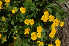 Potentilla ruprechtii