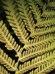 Pseudocyclosorus subochthodes