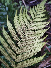 Pseudocyclosorus subochthodes