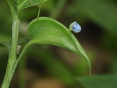 Commelina diffusa