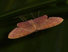 Eumelea rosalia