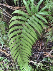 Pseudocyclosorus subochthodes