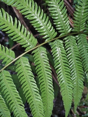 Pseudocyclosorus subochthodes