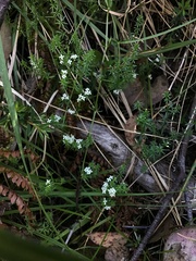Asperula pusilla