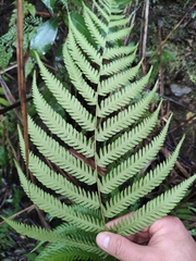 Pseudocyclosorus subochthodes