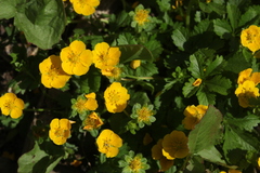 Potentilla ruprechtii