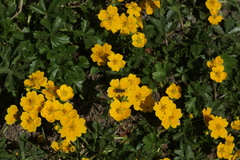 Potentilla ruprechtii