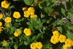 Potentilla ruprechtii