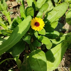 Calendula officinalis