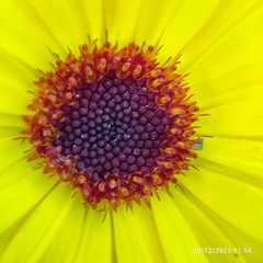Calendula officinalis