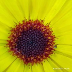 Calendula officinalis