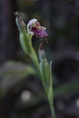 Calochilus gracillimus