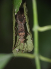 Heteroptera