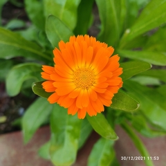 Calendula officinalis