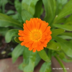 Calendula officinalis