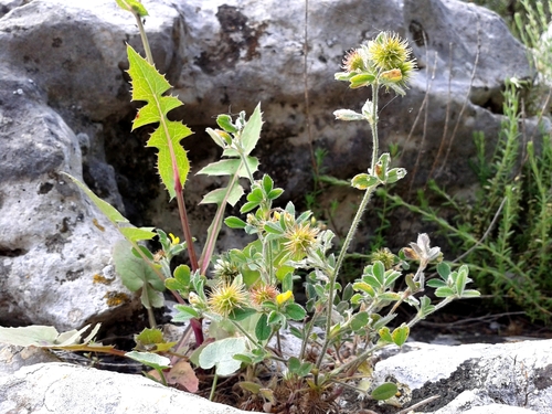 lucerna najmenšia (Medicago minima)