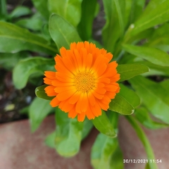 Calendula officinalis