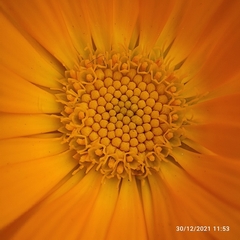 Calendula officinalis