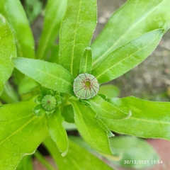 Calendula officinalis
