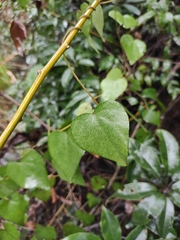 Cocculus orbiculatus